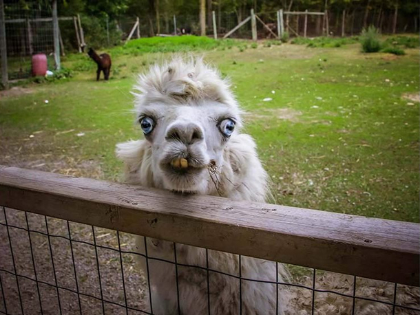 Introducing Meth Llama