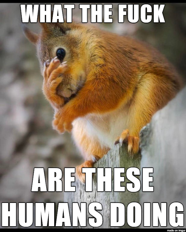 Introducing    Second-Hand Embarrassment Squirrel