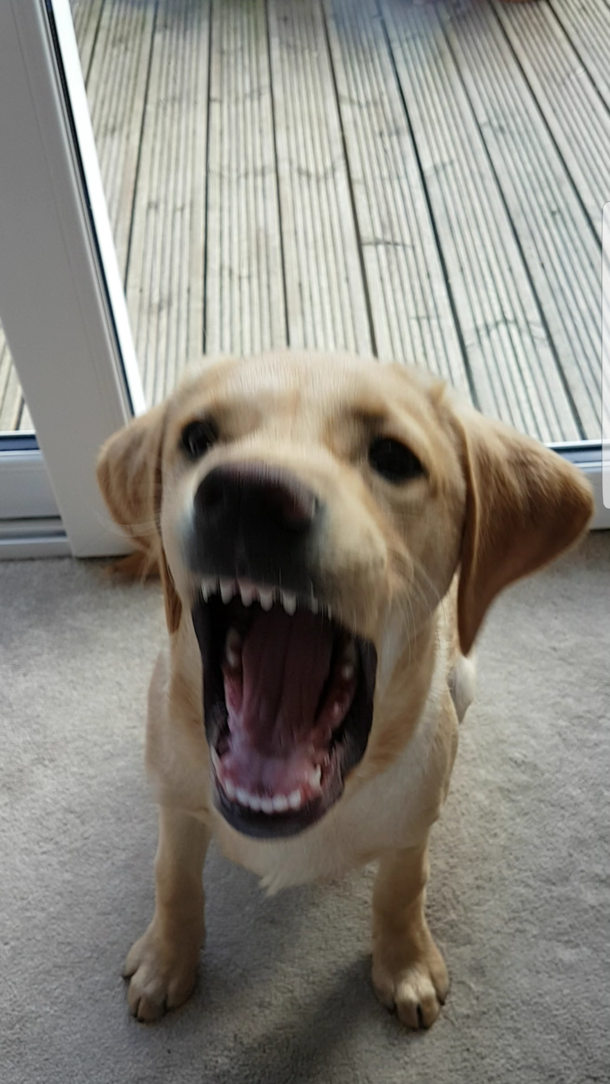Introducing shark dog I promise its not photoshopped Im just as concerned as you