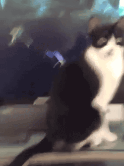 Invincible Cat
