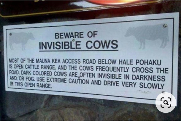 invisible cow 