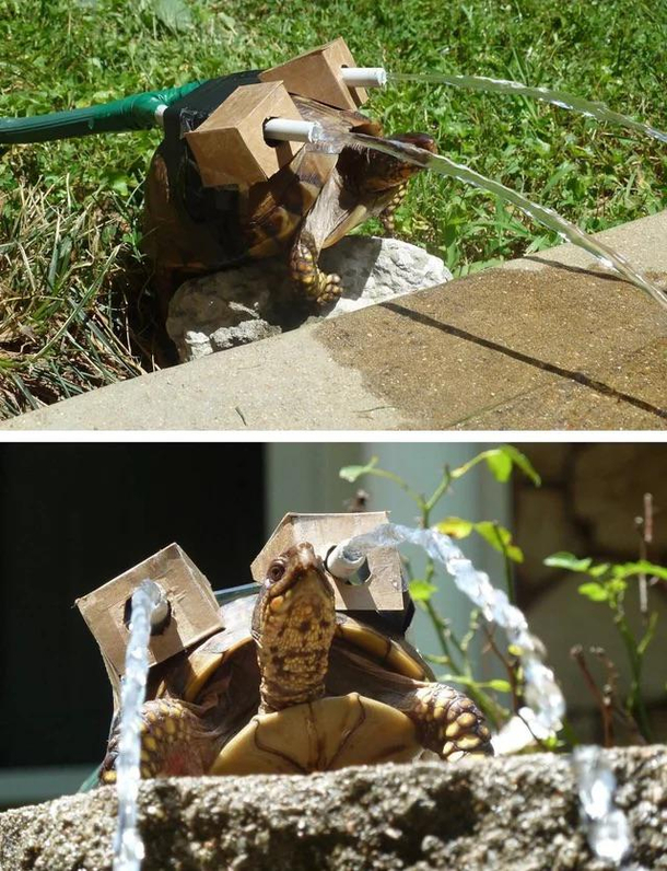 IRL Blastoise
