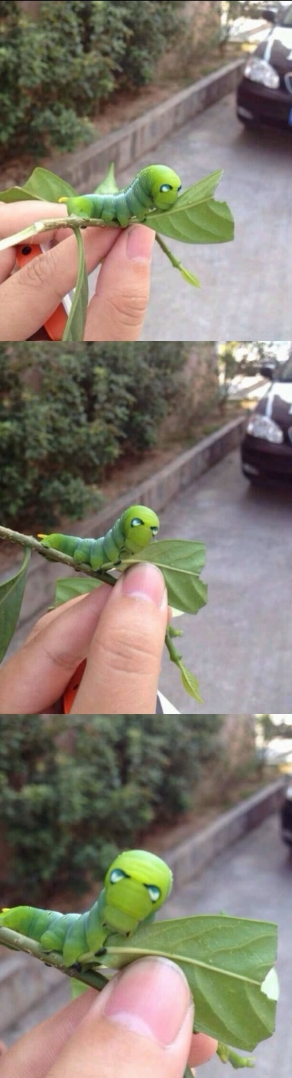 Iron Man face caterpillar