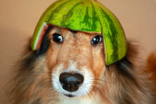 Is anyone else feeling a bitmelon collie