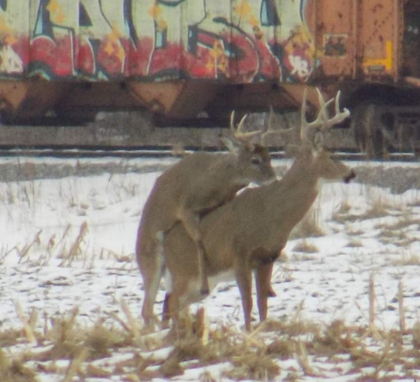 Is butt fucking or buck fucking