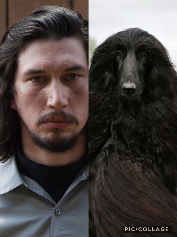 Is it just me or does Adam Driver look like an Afghan Hound