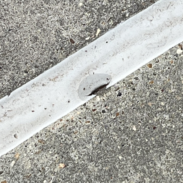 Is it just me or does this raindrop look like an axolotl