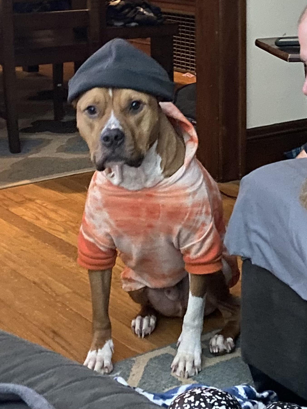 Is it just me or is my dog giving off Pete Davidson vibes