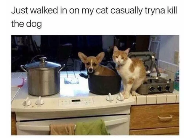 Is it only my cat that is this extreme 