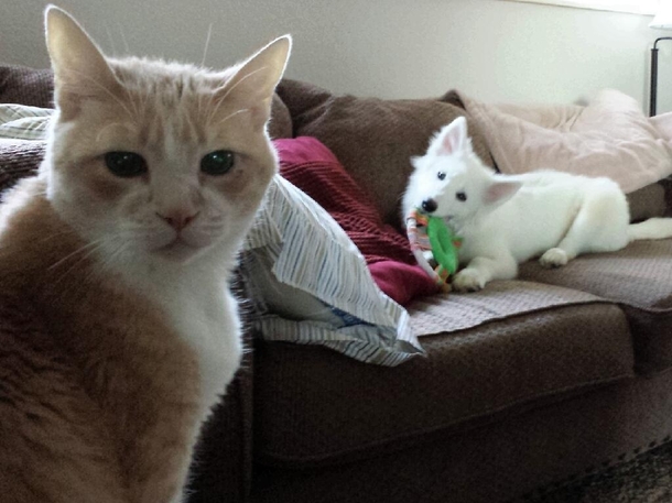 Is it staying Our cats reaction to the new puppy