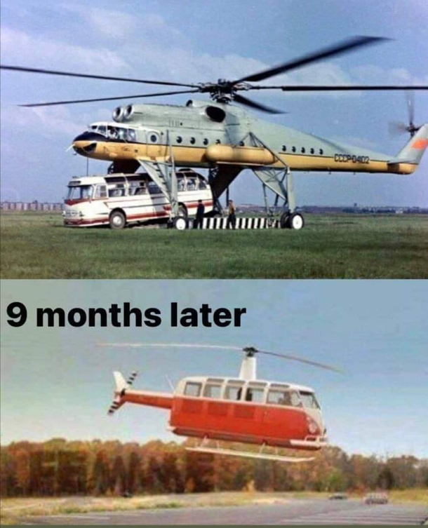 Is  months really the gestation period for helibuses