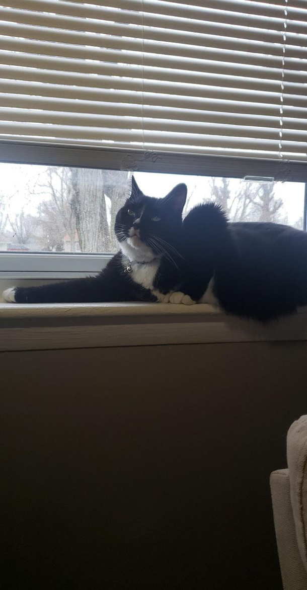 Is my cat ok 