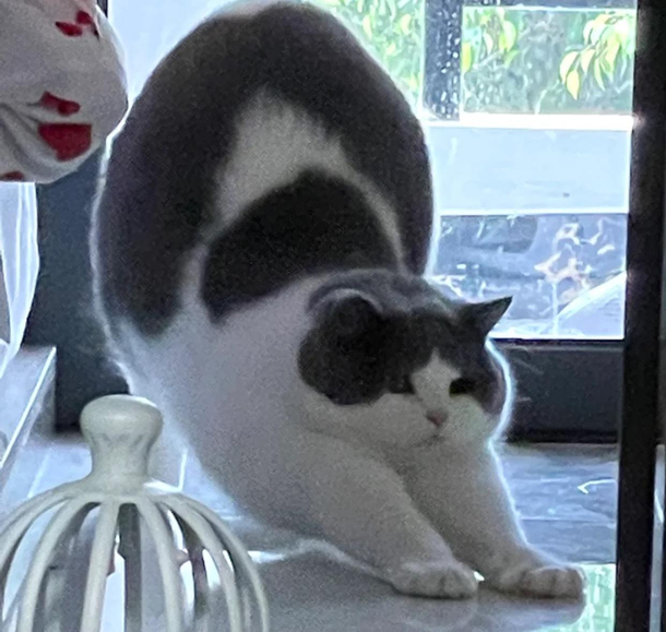 Is my cat out of shape