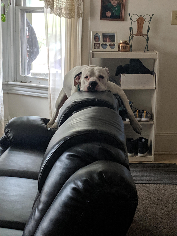 Is my dog okay
