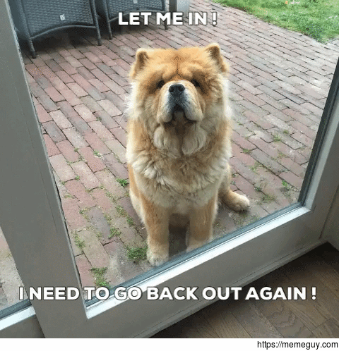 Is my dog the only one that does this 
