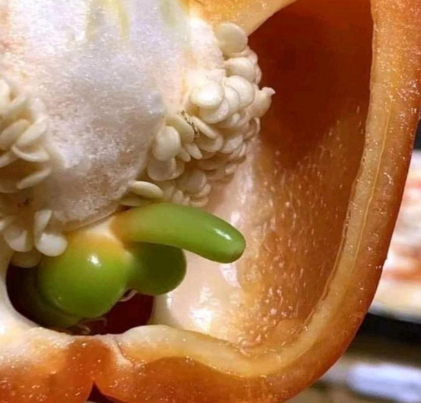 Is that a bell pepper in your bell pepper or are you just happy to see me