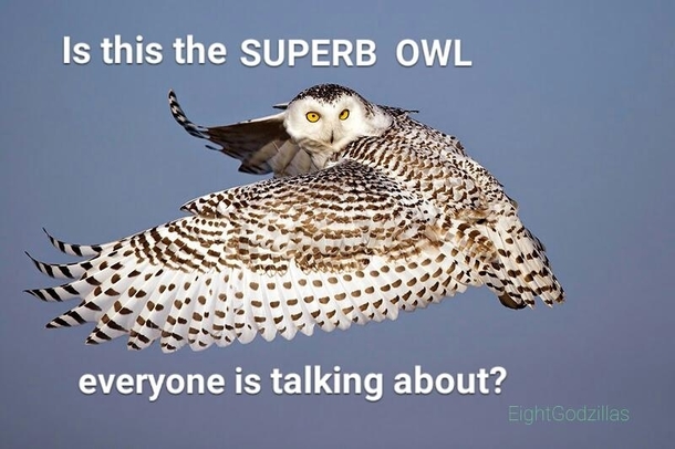 Is this the Superb Owl everyone is talking about