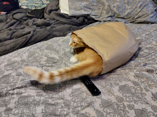 Is this what they mean by the cats in the bag 