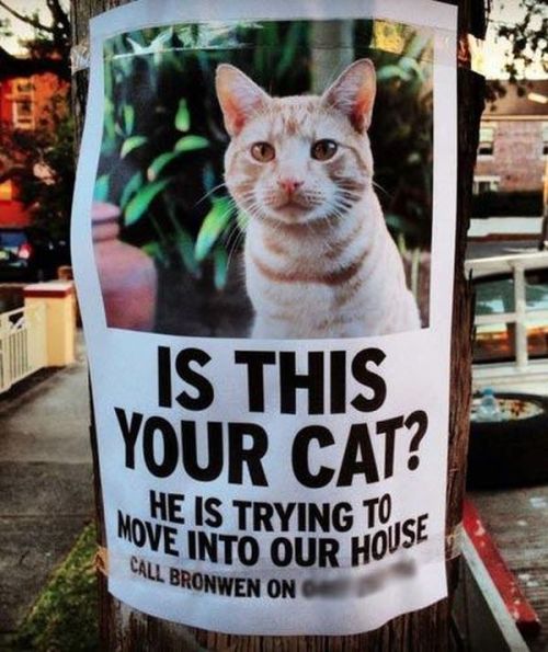 Is this your cat