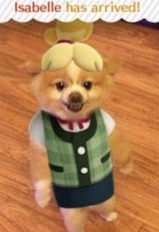 isabelle has arrived