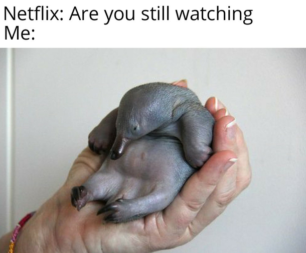 Iso life