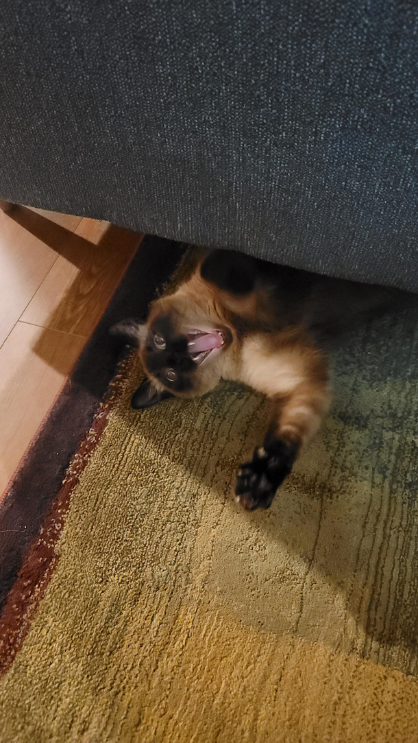 It came from under the couch