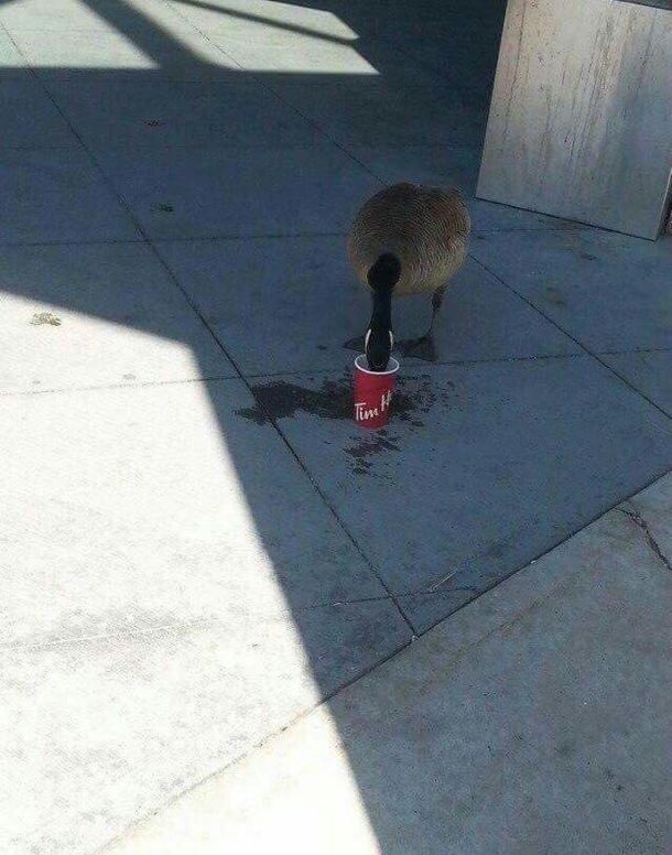 It doesnt get more Canadian than this