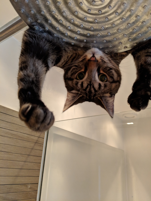 It feels like someone is watching meow the shower