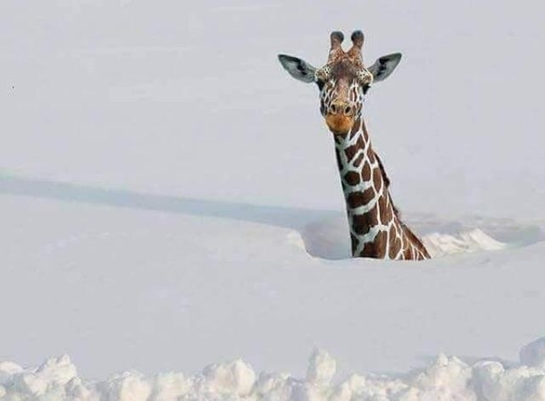 Image result for giraffe in the snow meme