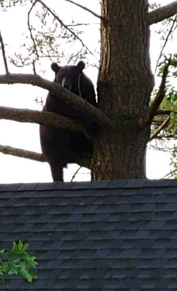 It looks like Ive got a new fat squirrel recently