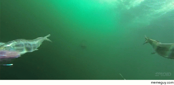 It makes no difference how fast you can swim