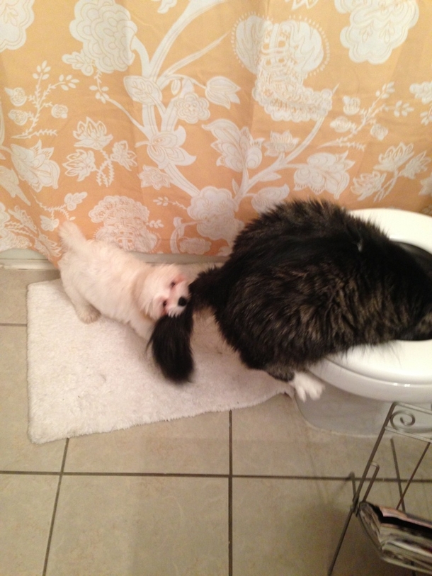 It seems my cat and new puppy are getting along really well