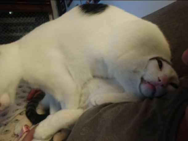 it took me a few seconds to understand how my cats produced this master piece