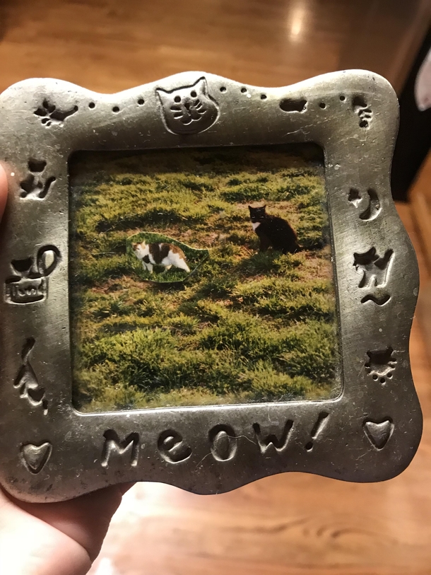 It took me months of washing my hands to notice my mother in law photoshopped one of her cats into a picture with her other cat