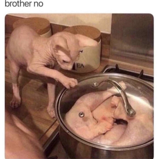 It was a sad day for meow meow