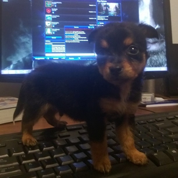 It was cute until he pissed on my keyboard