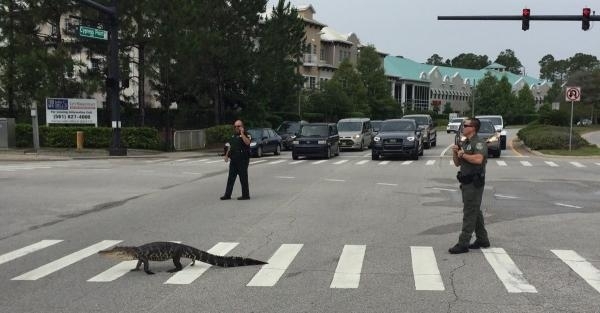 it was nice of him to use the crosswalk