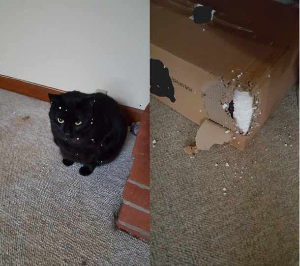 It wasnt me it was the dog I swear