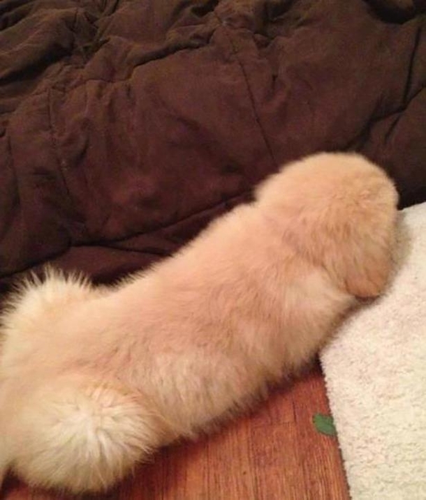 Its a dog I swear