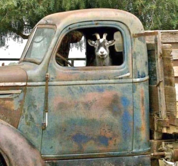 Its a goat my Lord in a flatbed Ford slowin down to take a look at me
