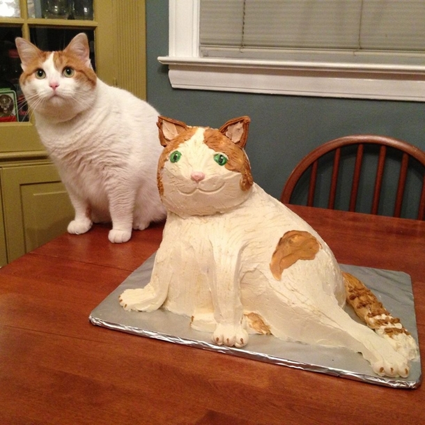 Its a good thing cats dont care about cake