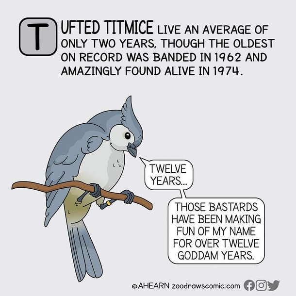 Its a Hard Knock Life for Titmice 