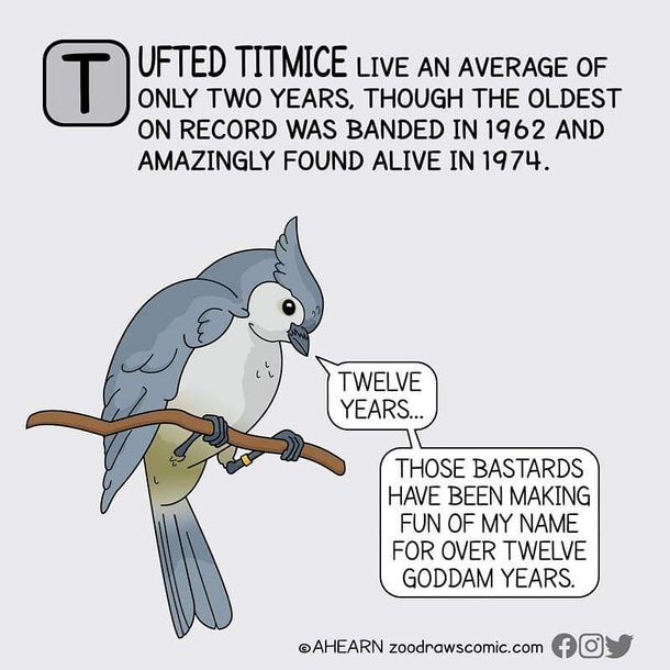 Its A Hard Knock Life For Titmice Meme Guy