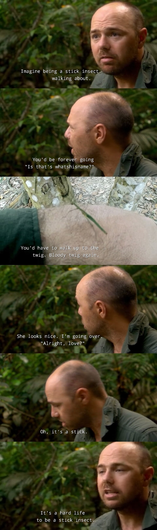 Its a hard life to be a stick insect