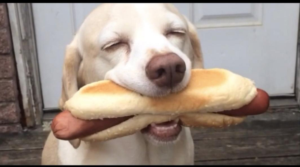 Its a hot dog dog