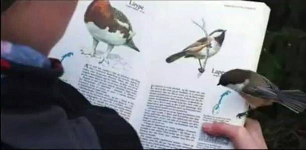 Its a me Birb