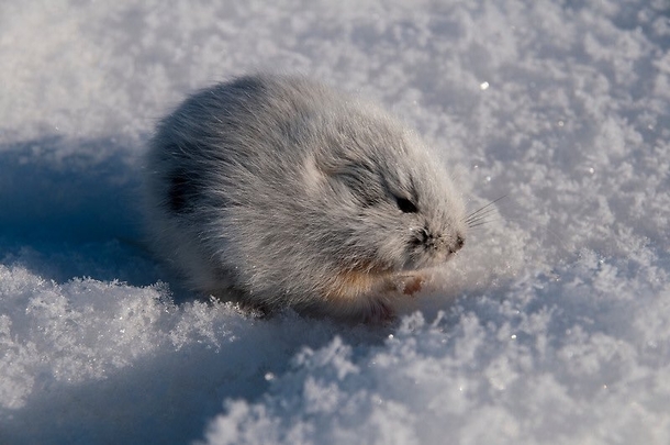 its a nice day to start again its a nice day for a white lemming
