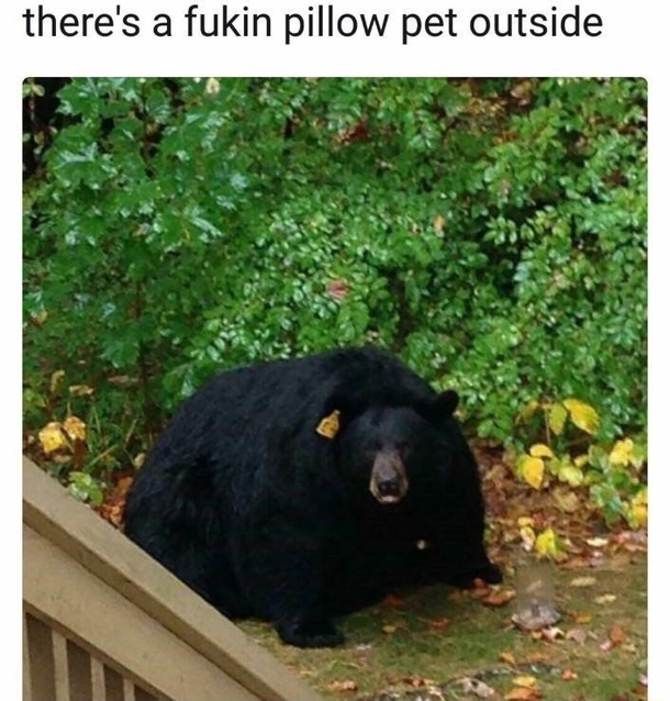 Its a pet with a purpose
