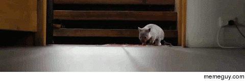 its a tiny wombat