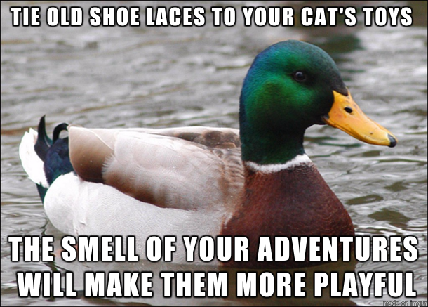 Its also an easy way to keep them on a scratching post